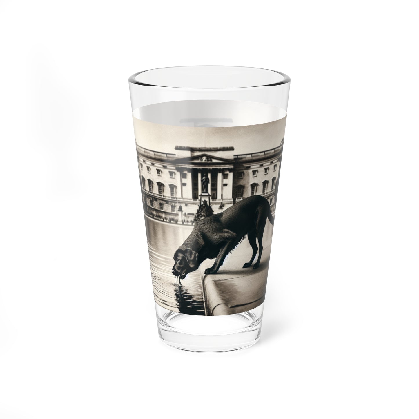 Black Lab Drinking